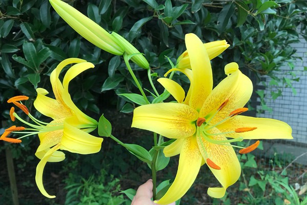 盆栽百合花的種植養護方法