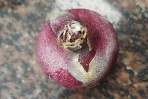 風信子開花后怎么養