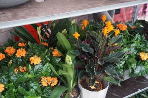 郁金香種球什么時候種植最合適？