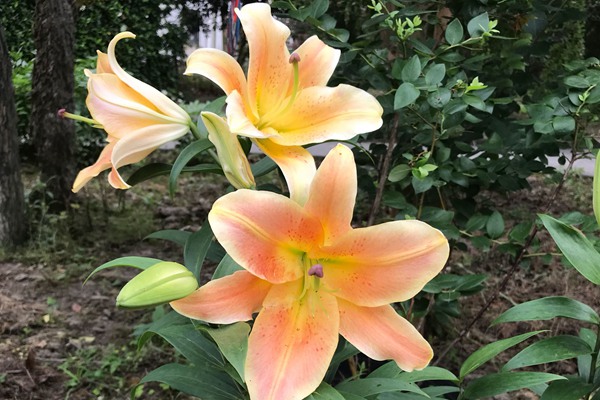 百合花開敗后從哪里開始修剪