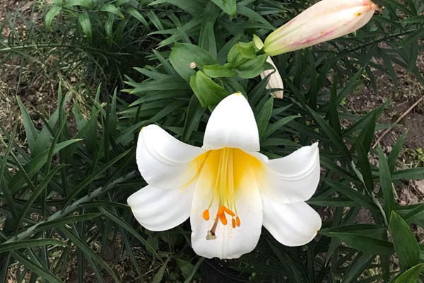 百合花開敗后從哪里開始修剪