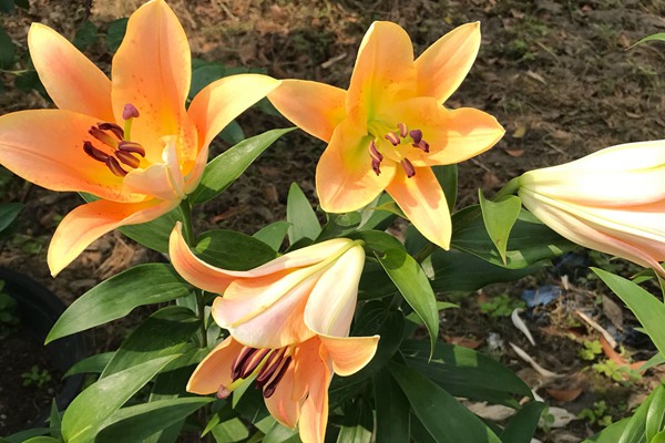 送女人百合花什么意思