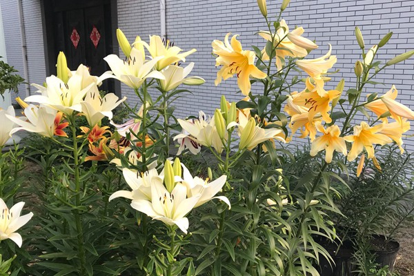 百合花的修剪方法多圖詳解