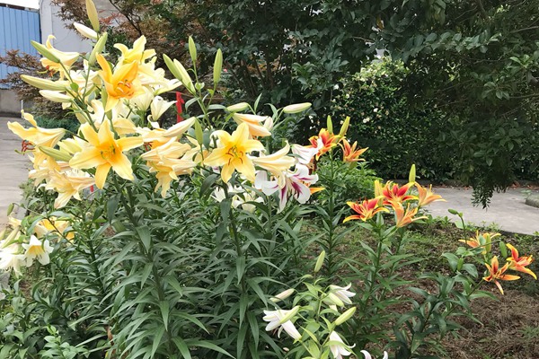 百合花的修剪方法多圖詳解