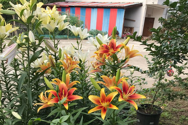 百合花的修剪方法多圖詳解