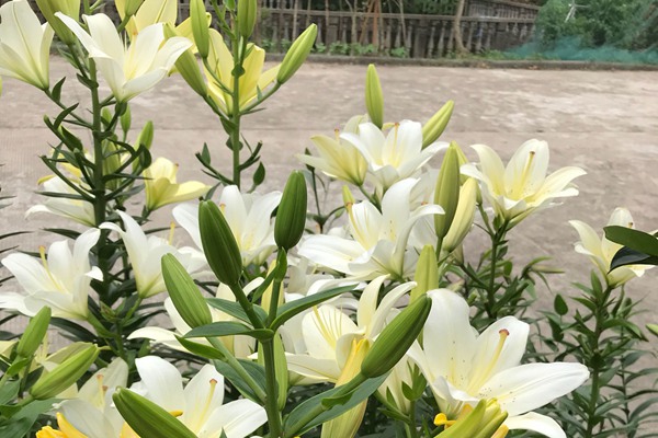 百合花的修剪方法多圖詳解