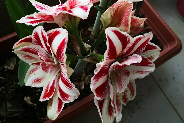 朱頂紅一年開幾次花