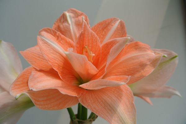 朱頂紅一年開幾次花