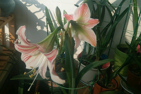 朱頂紅一年開幾次花