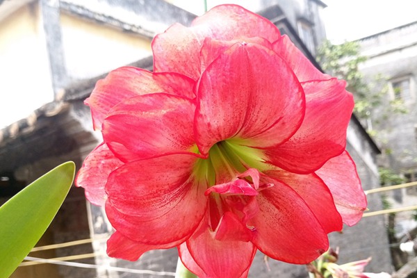 朱頂紅什么時候剪葉子