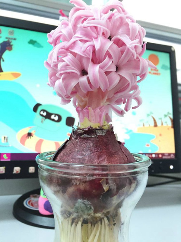 粉珍珠
