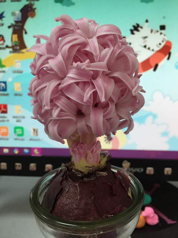 粉珍珠