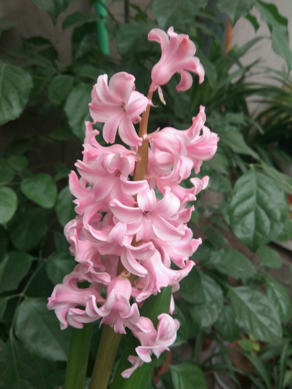 芬達