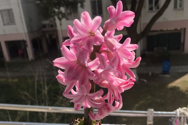 芬達