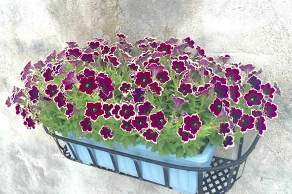 如何延長調控矮牽牛花期