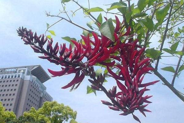海紅豆種子