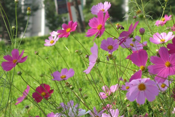 八瓣梅和格桑花的區別