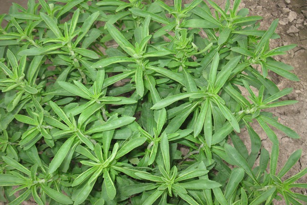 甜葉菊可以天天喝嗎