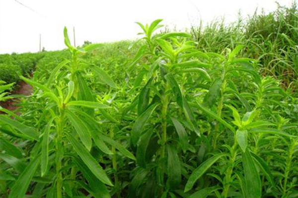 甜葉菊可以天天喝嗎