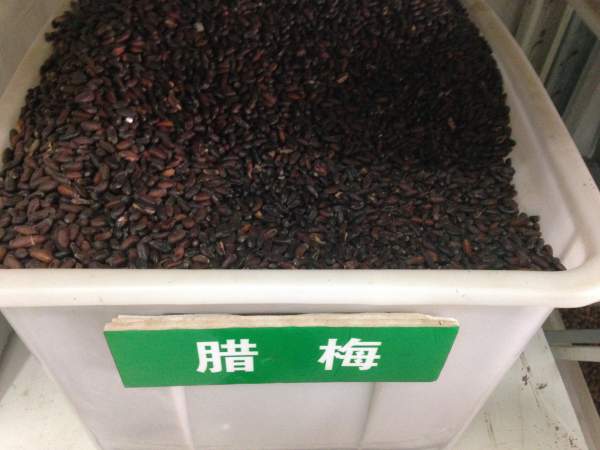 臘梅種子