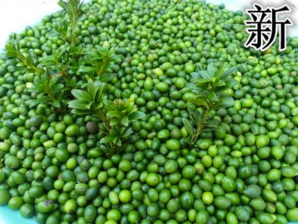 羅漢松種子
