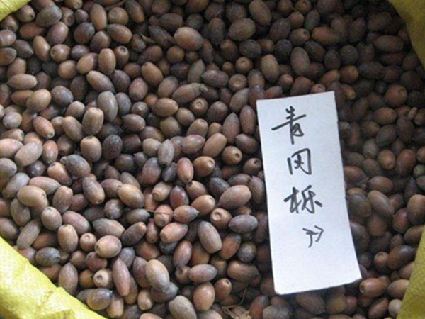 青岡櫟種子