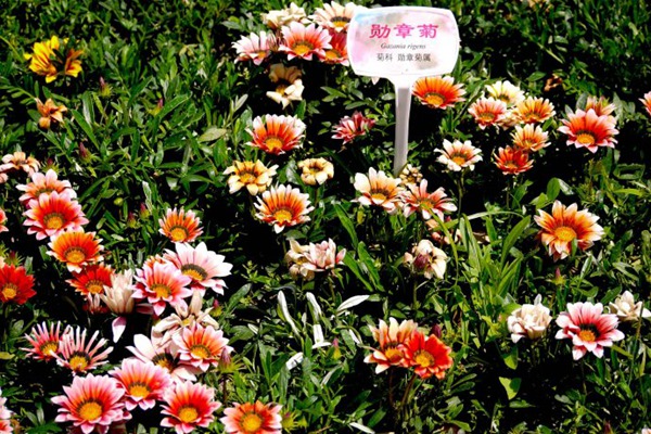勛章菊種子的種植方法，以及爆花技巧