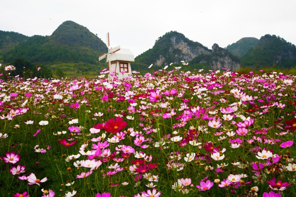 格桑花的花語是什么，有什么寓意