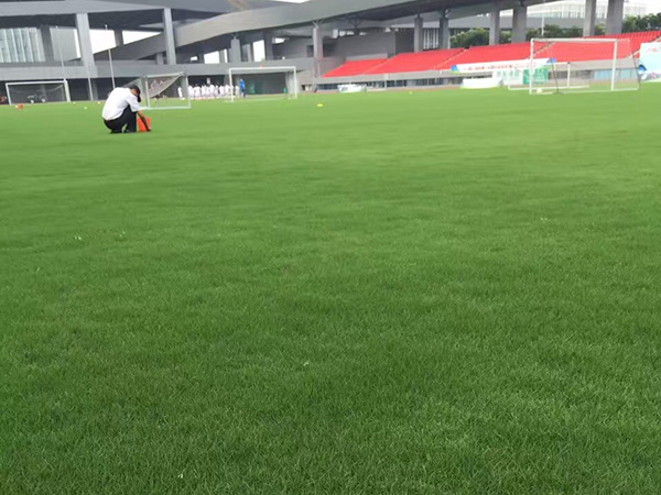 百慕大和狗牙根之間的區別