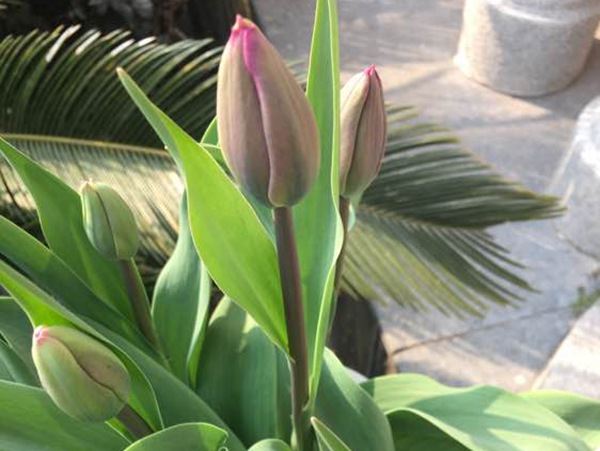 小黑人