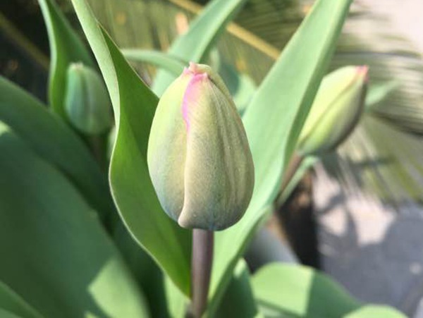 小黑人