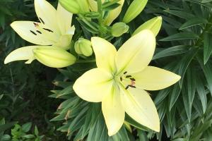 百合花開敗后從哪里開始修剪