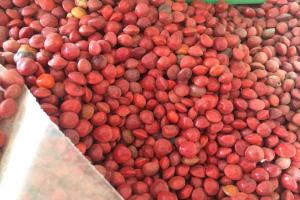 【紅豆樹種子】紅豆樹種子多少錢一斤