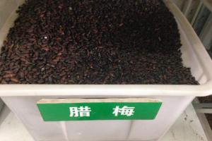 【臘梅種子】臘梅種子價格及種植方法