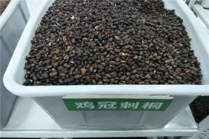 雞冠刺桐種子價格及種植方法