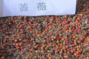 【薔薇種子】薔薇種子圖片_價格_種植方法