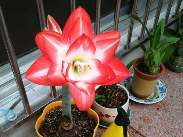 花孔雀
