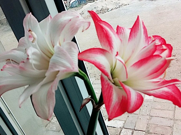 花孔雀
