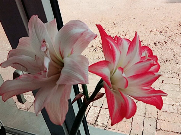 花孔雀