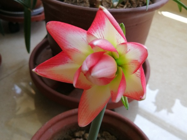 花孔雀