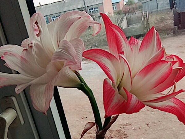 花孔雀