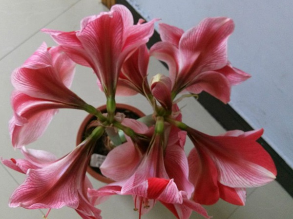 花瓶