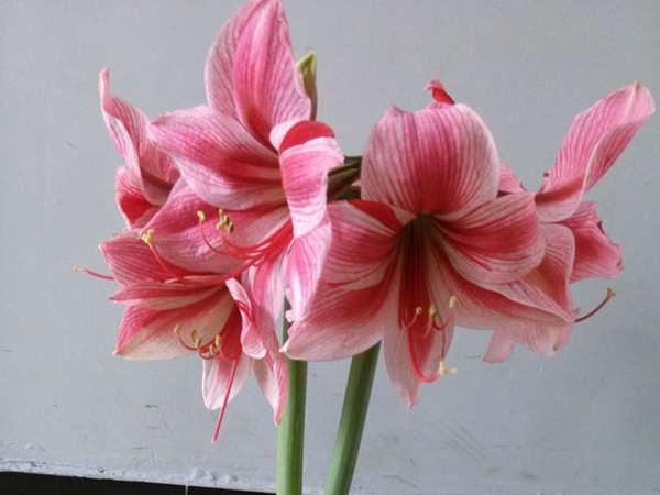 花瓶