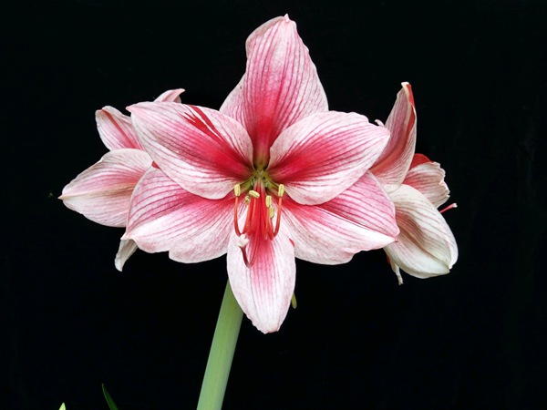 花瓶