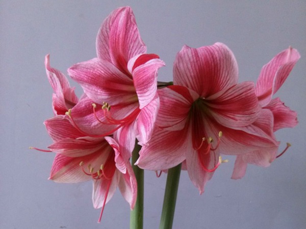花瓶
