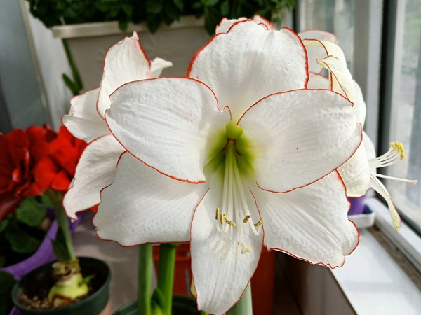 花邊石竹