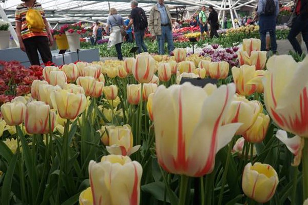 郁金香什么時候開花