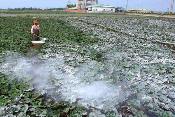用生石灰來改善土壤環境時需要注意些什么？