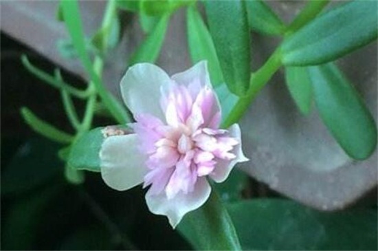 粉重樓