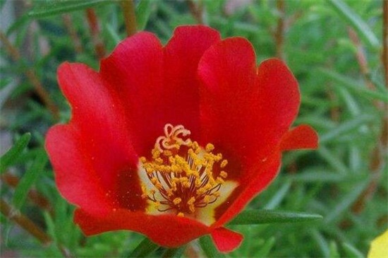 深紅太陽花